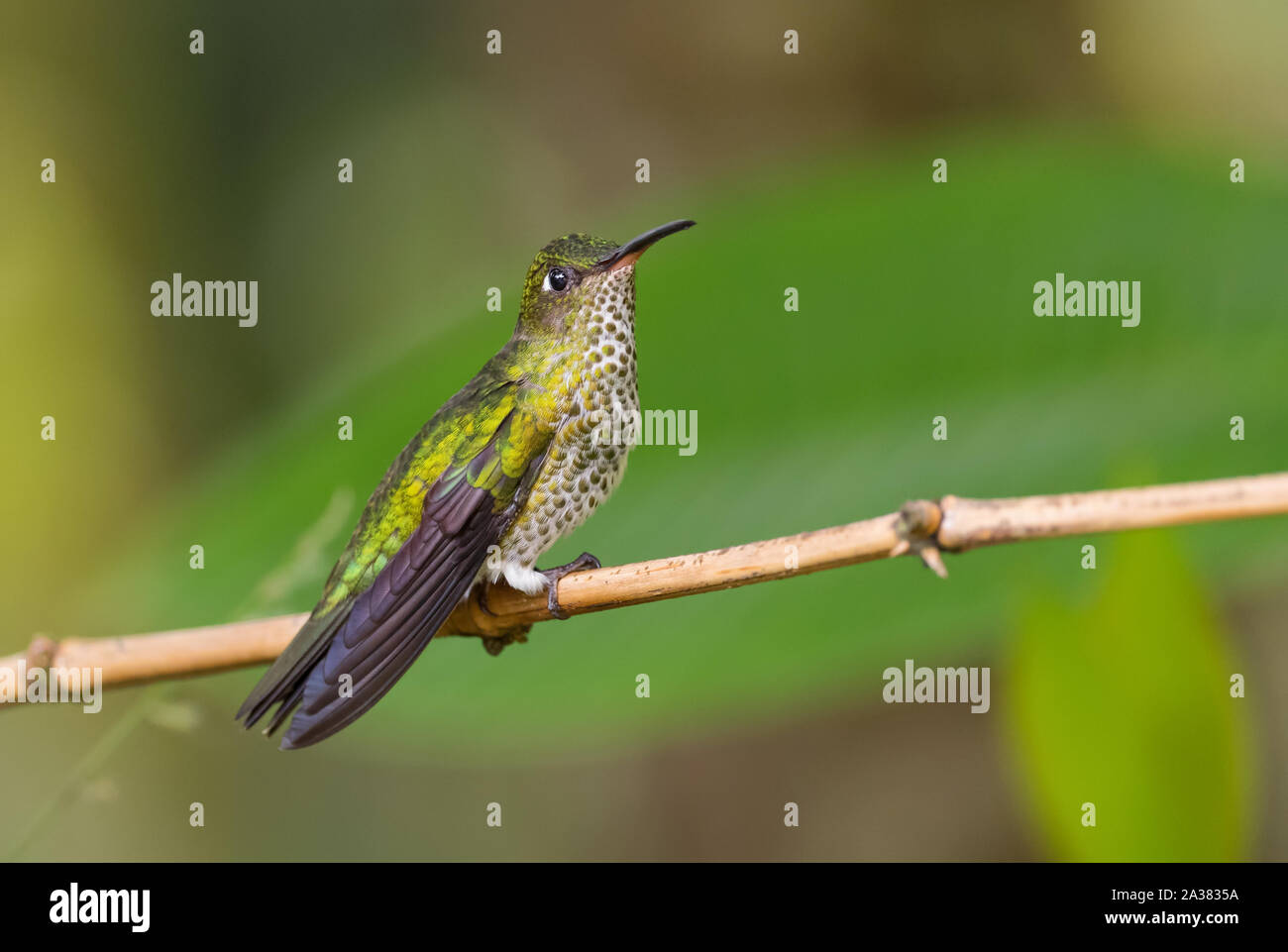 Viele entdeckten Kolibri - Leucippus hypostictus, Grün gefleckte Hummingbird von Andinen Pisten von Südamerika, wilde Sumaco, Ecuador. Stockfoto