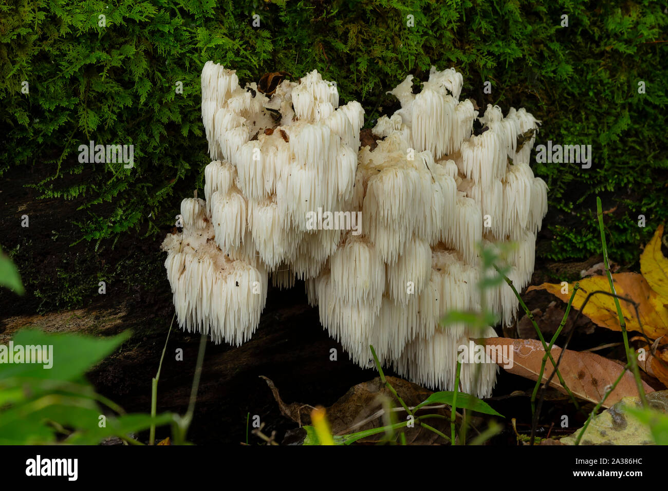 Lion's mane (Hericium erinaceus), genannt auch Affenkopf Pilz, bärtigen Zahn Pilz, der Satyr Bart, bärtigen hedgehog Pilz, pom pom mushro Stockfoto