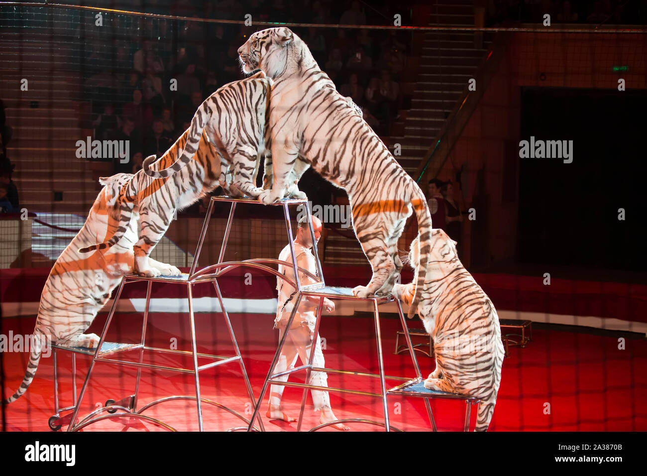 Belarus, Gomil, 16. Februar 2019. Zirkus. Programm Bravo Bravissimo. Weiße Tiger führt den Befehl des Trainers. Ausgebildete Tiere im Zirkus Stockfoto