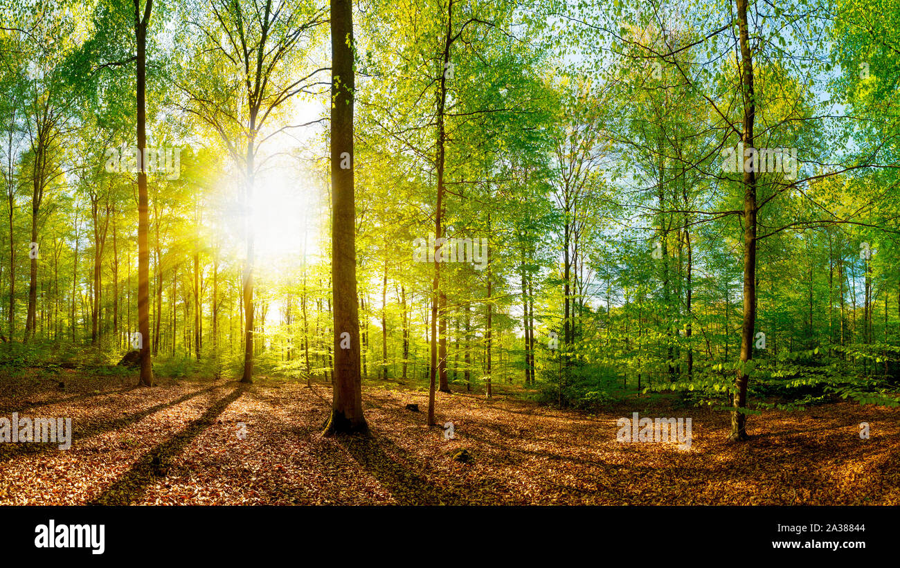 Lichtung im Wald bei Sonnenschein Stockfoto