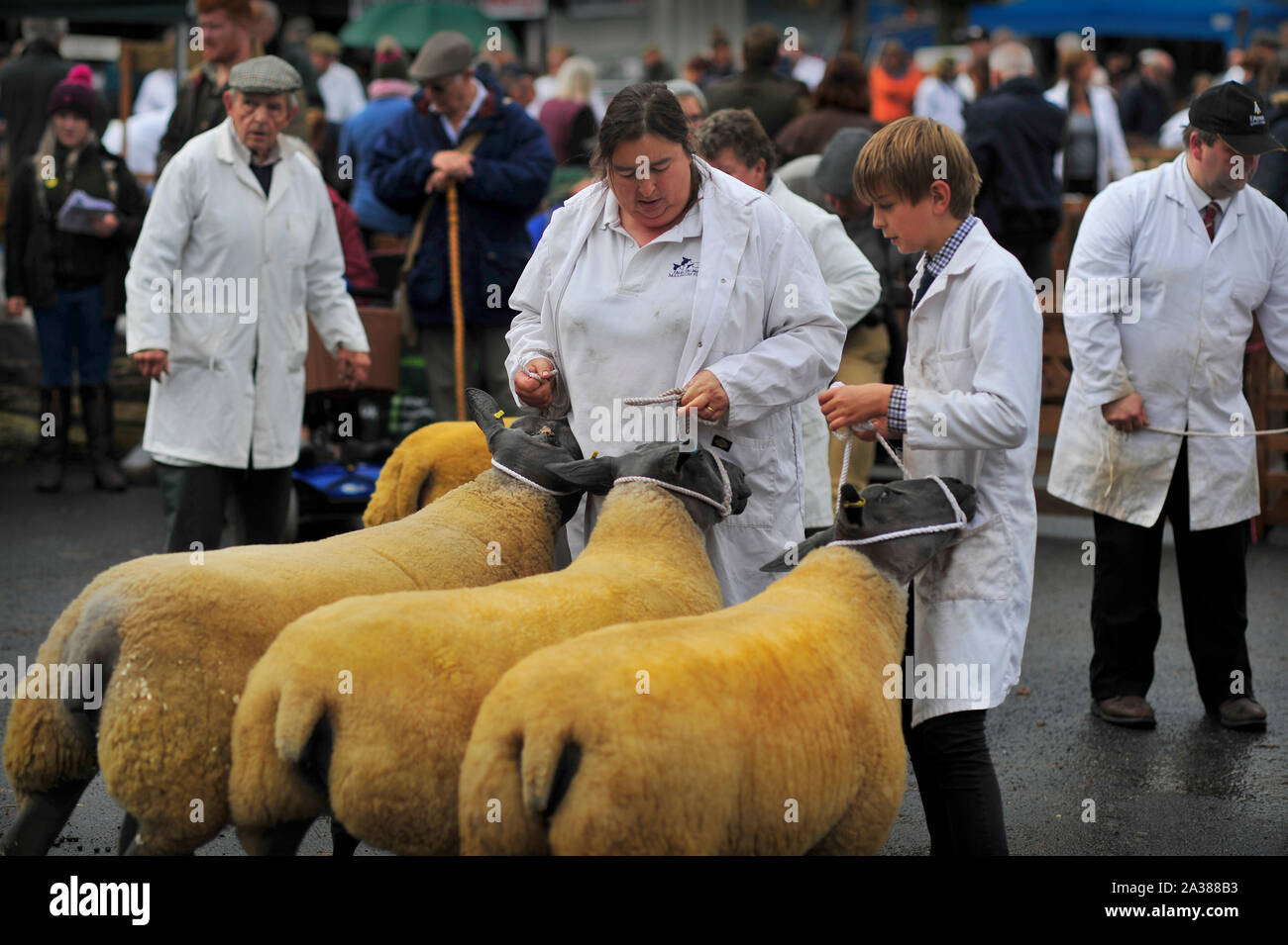 Masham Schafe Fair North Yorkshire England Großbritannien Stockfoto