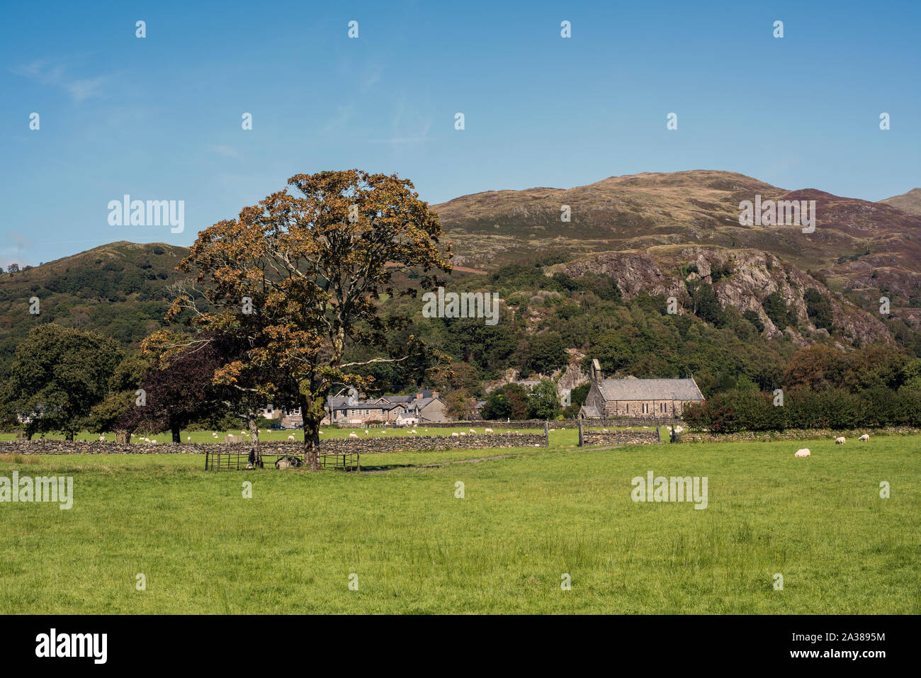 Grabstätte des walisischen Hund Gelert unter einem Baum in einem Feld von Schafen, in Beddgelert, Wales, Großbritannien. mit Kapelle und das Dorf im Hintergrund. Stockfoto
