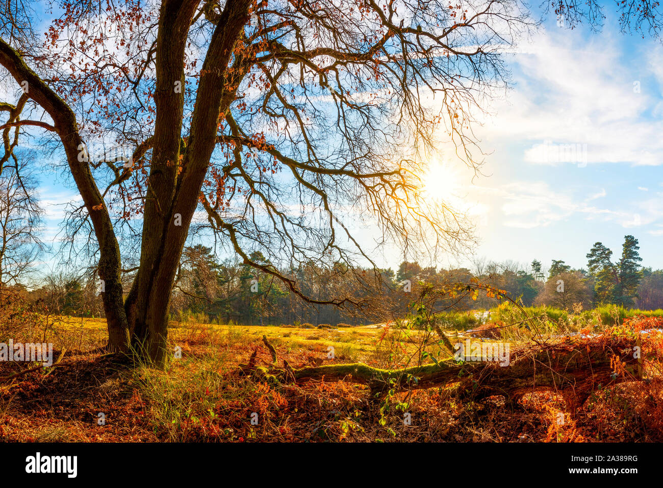 Landschaft im Herbst mit Kahlem Baum und Sonne Stockfoto