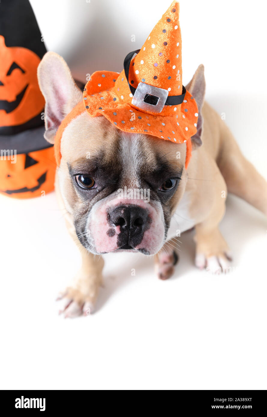 Porträt der Französischen Bulldogge mit Hut Halloween und Lächeln auf weißem Hintergrund, halloween Tag Konzept Stockfoto