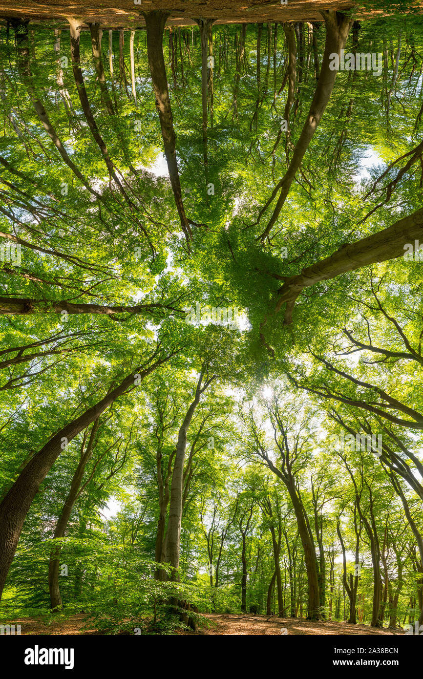 Baumwipfel im Wald bei strahlendem Sonnenschein Stockfoto