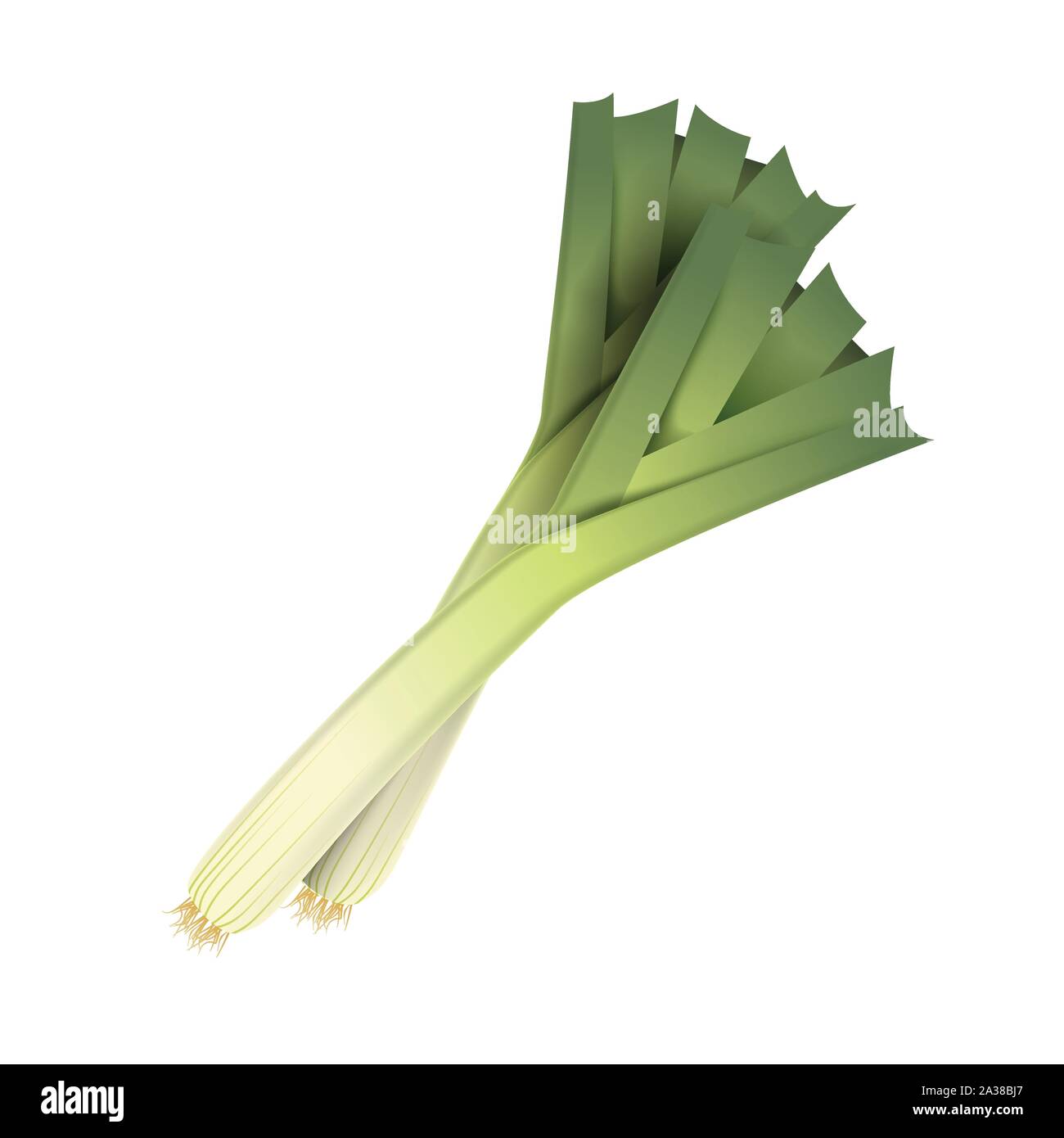 Frischen lauch Blatt. Realistische 3D-Vektor Zwiebel verlässt. Gesunde Aroma. Auf weissem Hintergrund. Kräuter und Gewürze Küche eingestellt. Vektor Stock Vektor