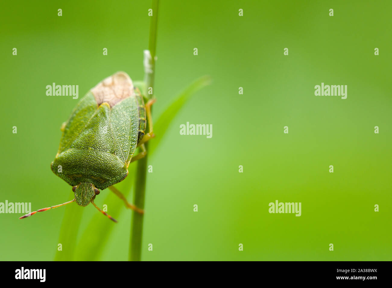 Eine Nahaufnahme von einem grünen Schild Bug (Palomena prasina) auf einem Gras Stammzellen in der Ebbor Gorge National Nature Reserve in der Mendip Hills in Somerset, England. Stockfoto