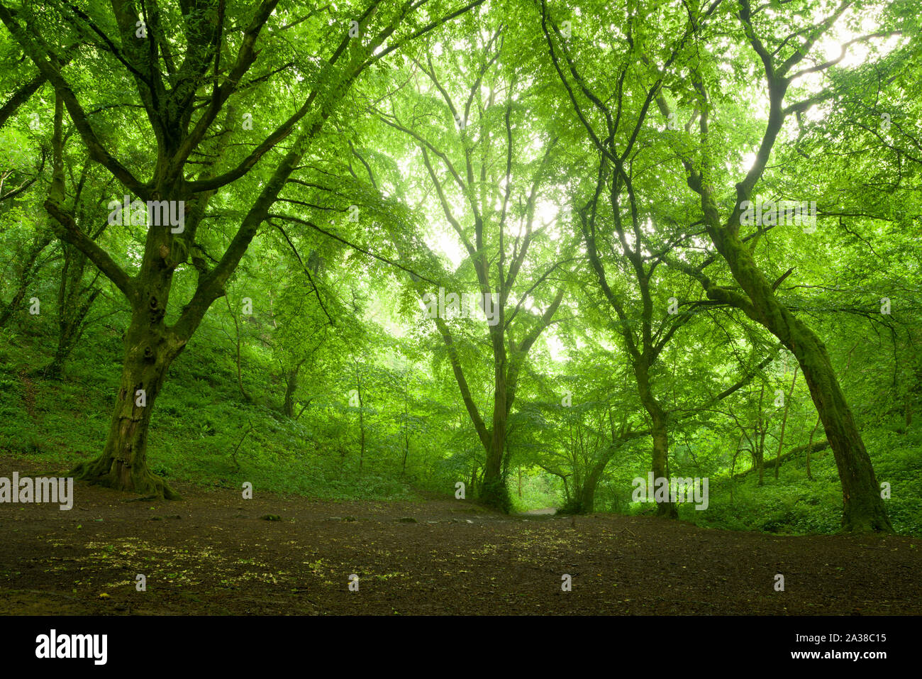 Buche Bäume im Frühling in der Hoffnung Holz in der Ebbor Gorge National Nature Reserve, Mendip Hills in Somerset, England. Stockfoto