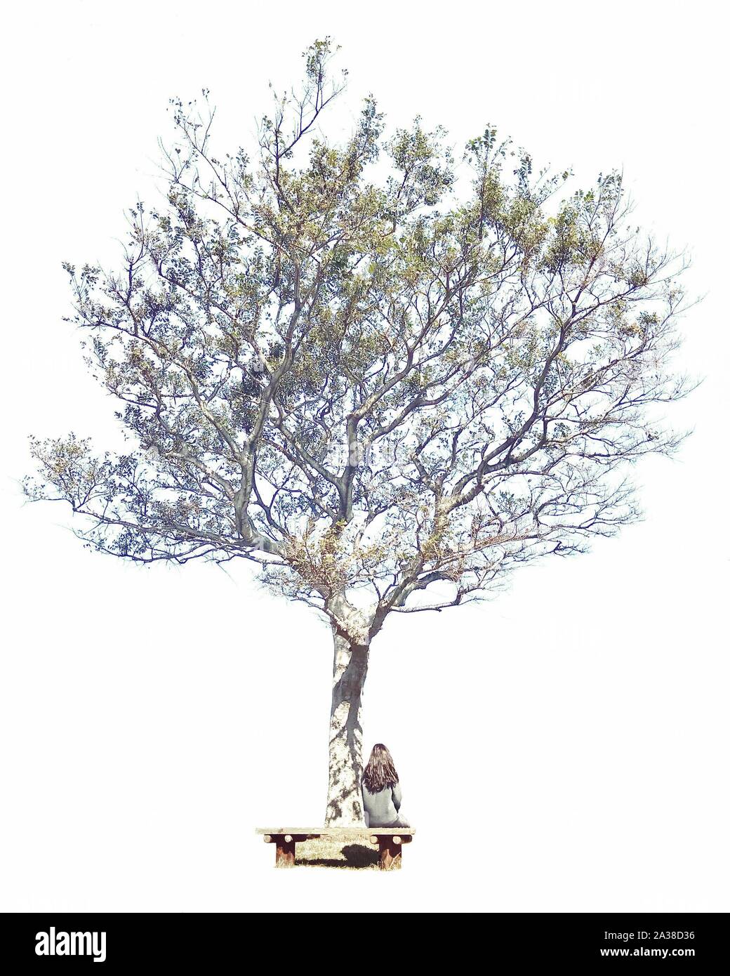 Frau auf einer Bank unter einem Baum sitzen, Südkorea Stockfoto
