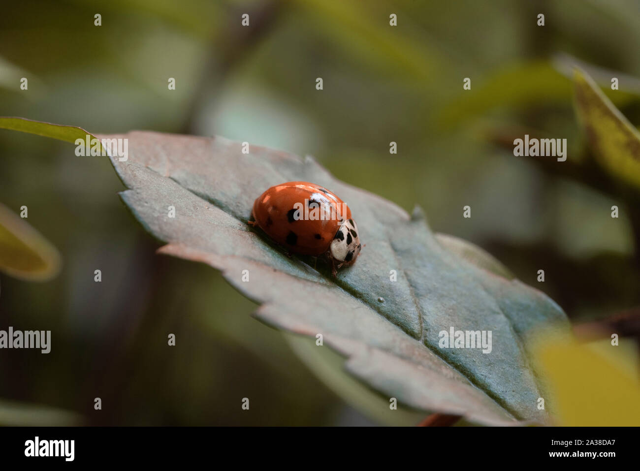 Close-up ein Marienkäfer auf einem Blatt, Brasilien Stockfoto