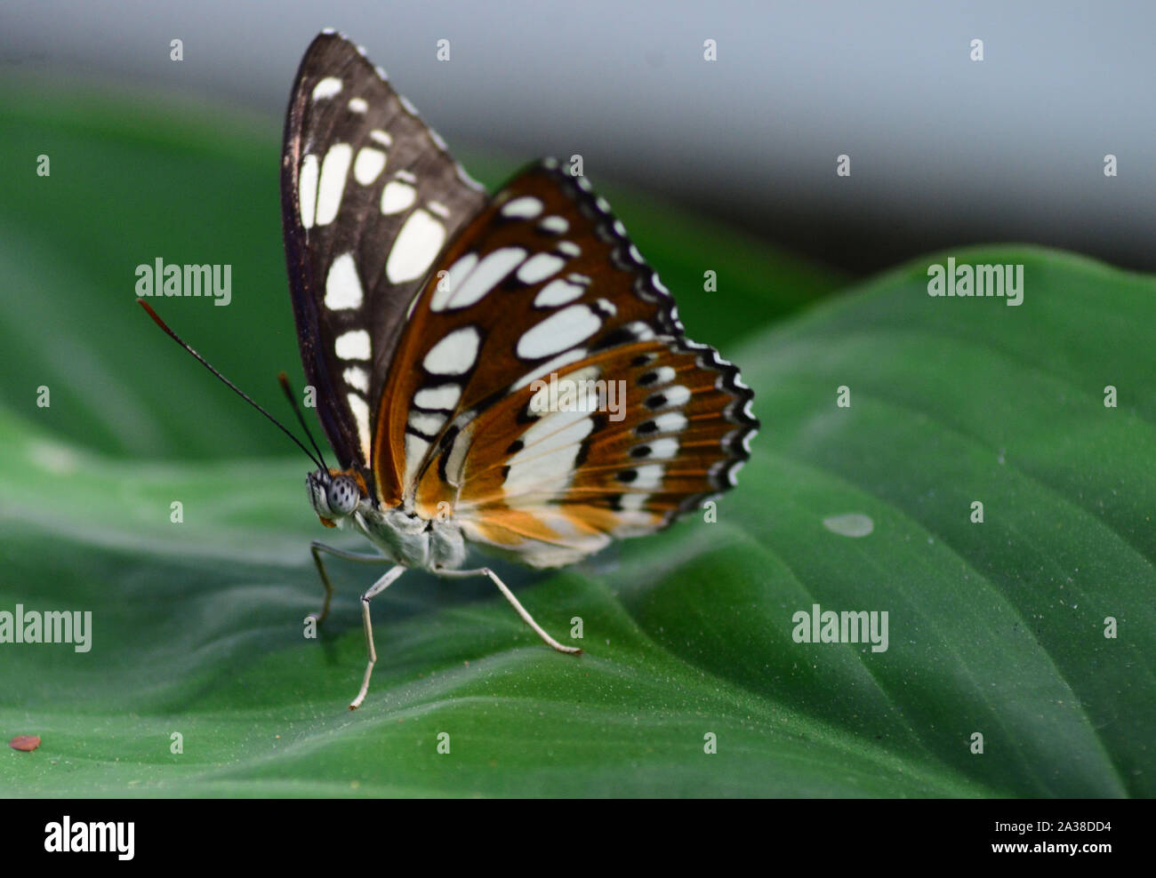 Gemeinsame Sergeant Athyma perius Schmetterling auf Blatt, mit farbenfrohen Orange unter Flügel Stockfoto