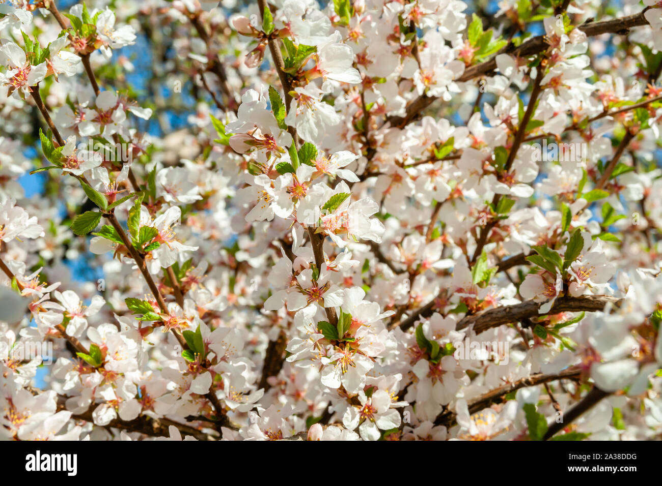 Feder. Flowering Cherry. Blue Sky. Stockfoto