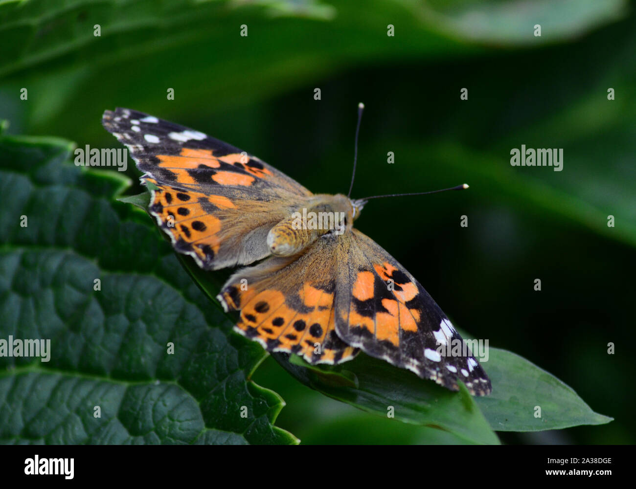 Painted Lady Vanessa cardui Schmetterling auf Blatt Stockfoto