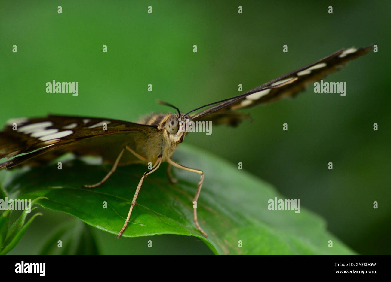 Gemeinsame Sergeant Athyma perius Schmetterling Gesicht ansehen und underwings Stockfoto