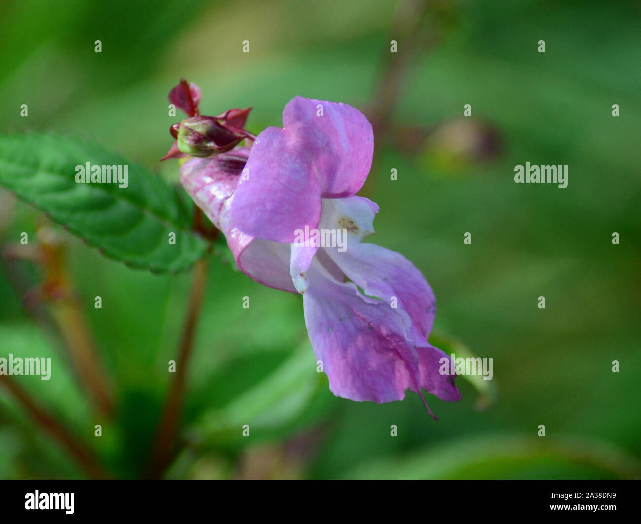 Himalayan Balsam Impatiens glandulifera rosa Blüten, Invasive nicht heimische Arten, Großbritannien Stockfoto
