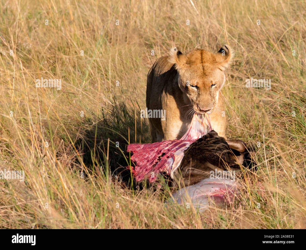 Löwin Essen eines Gnus, Masai Mara National Reserve, Kenia Stockfoto Löwin Essen eines Gnus, Masai Mara National Reserve, Kenia Stockfoto