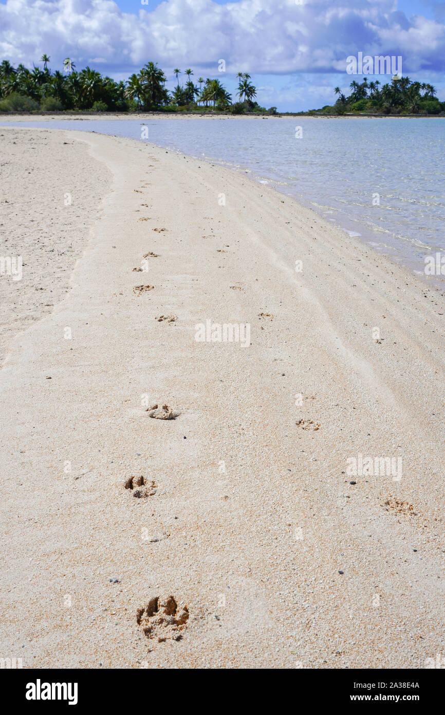 Hund pawprints im weißen Sand entlang einer Lagune mit Palmen im Hintergrund Stockfoto