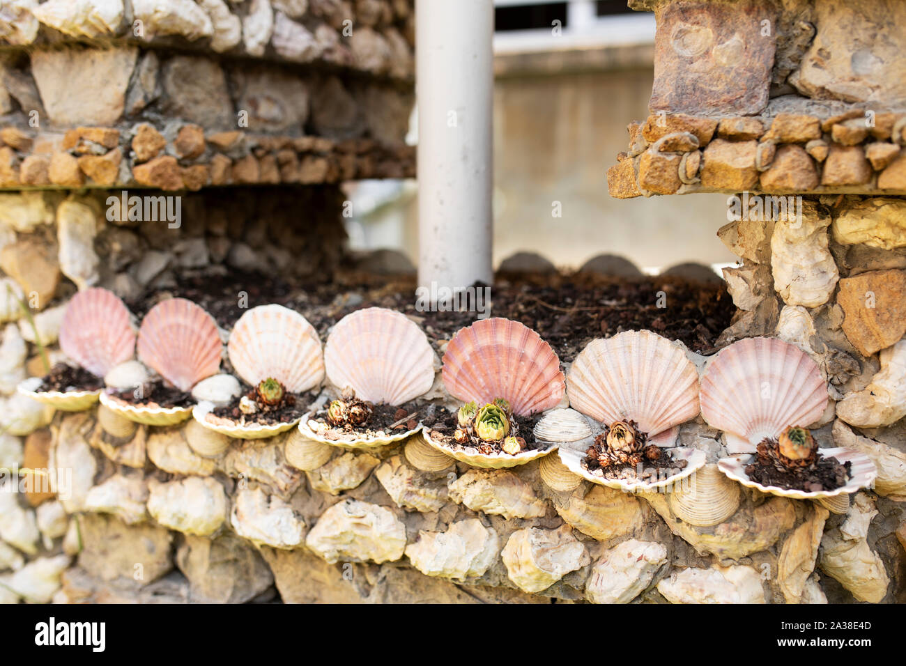 Eine Nahaufnahme von Muscheln und Sukkulenten in Jules Senis des Jardin Rosa Mir in La Croix-Rousse Viertel der Vierten arrondissement Lyon, Frankreich. Stockfoto