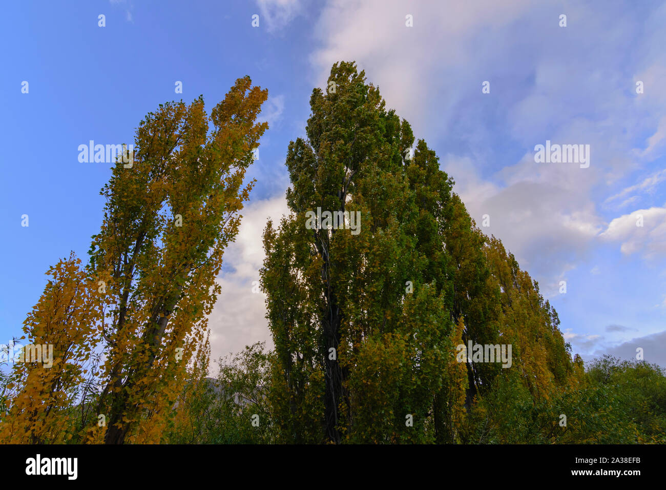 Bunte Low Angle View der Pappeln top im Herbst Saison Stockfoto