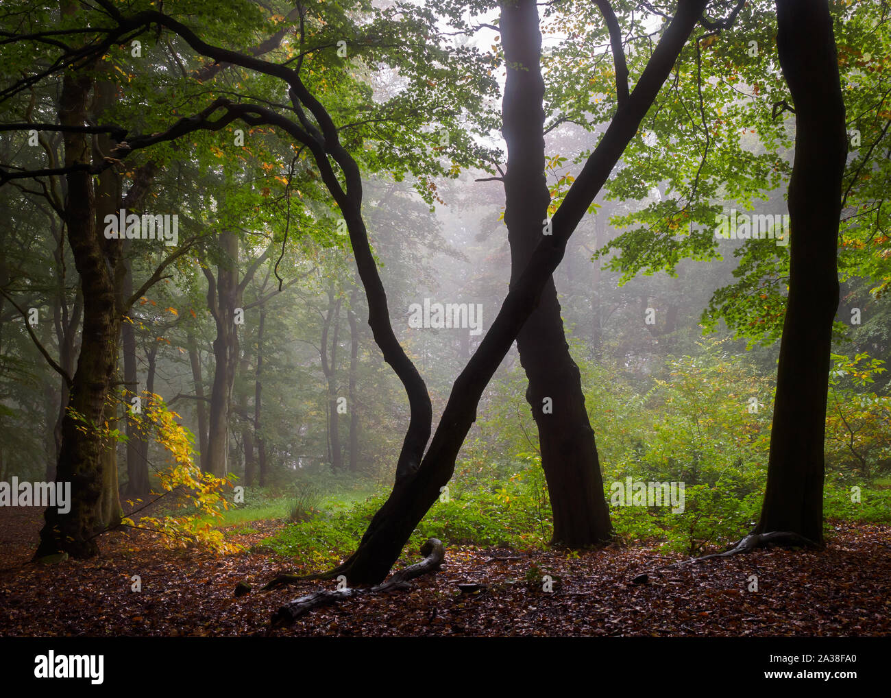 Herbst Wald wird von leichtem Nieselregen während einem bewölkten Morgen in Chevin Forest Park oben Otley in Bösingen, Yorkshire vereinfacht. Stockfoto