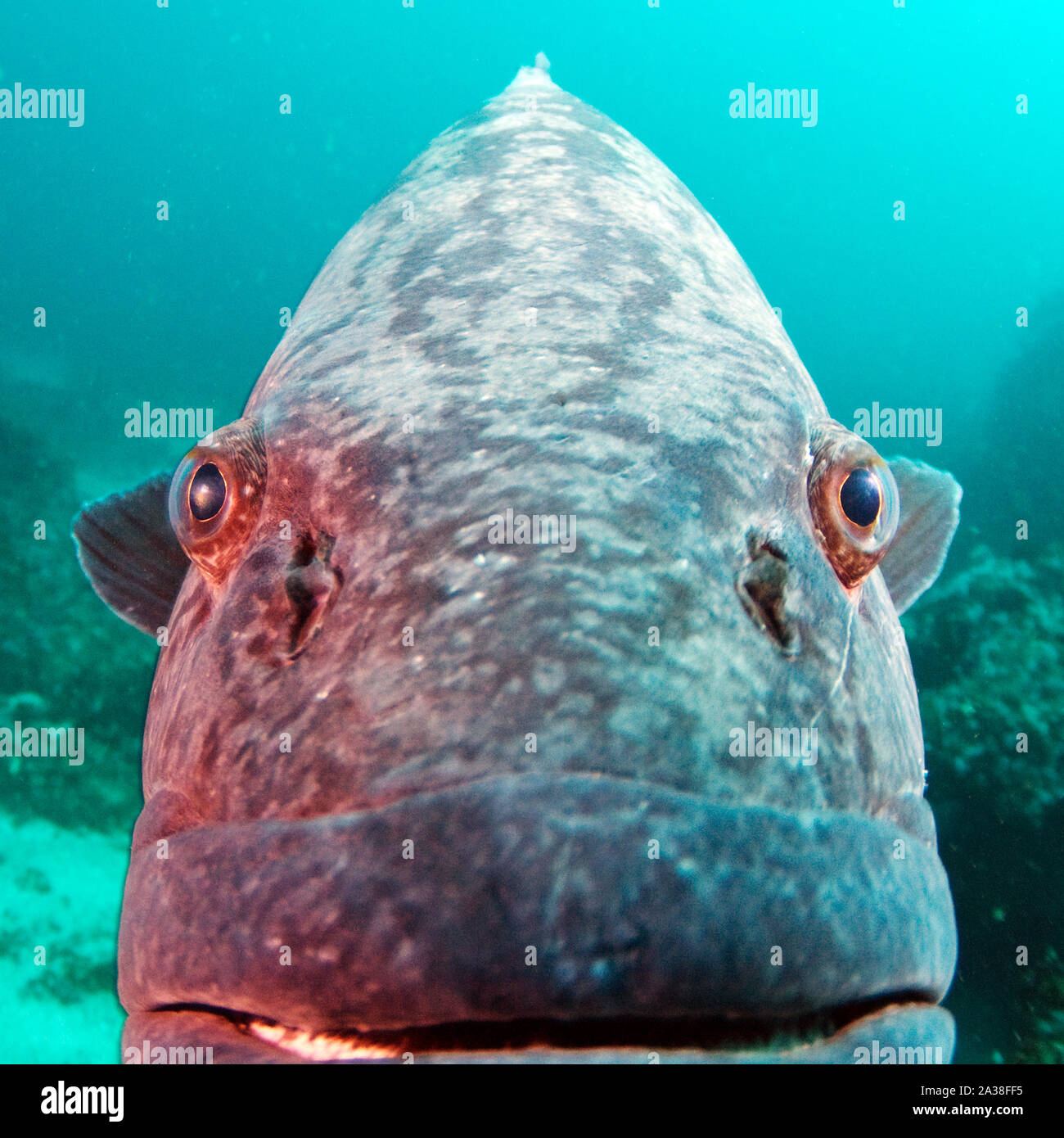 Extreme Nahaufnahme eines Potato Grouper fish Underwater, Mosambik Stockfoto