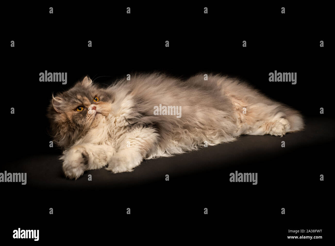 Porträt einer flauschige Katze liegend Stockfoto