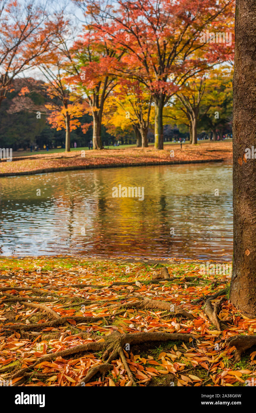 Herbst und Laub im Park Stockfoto