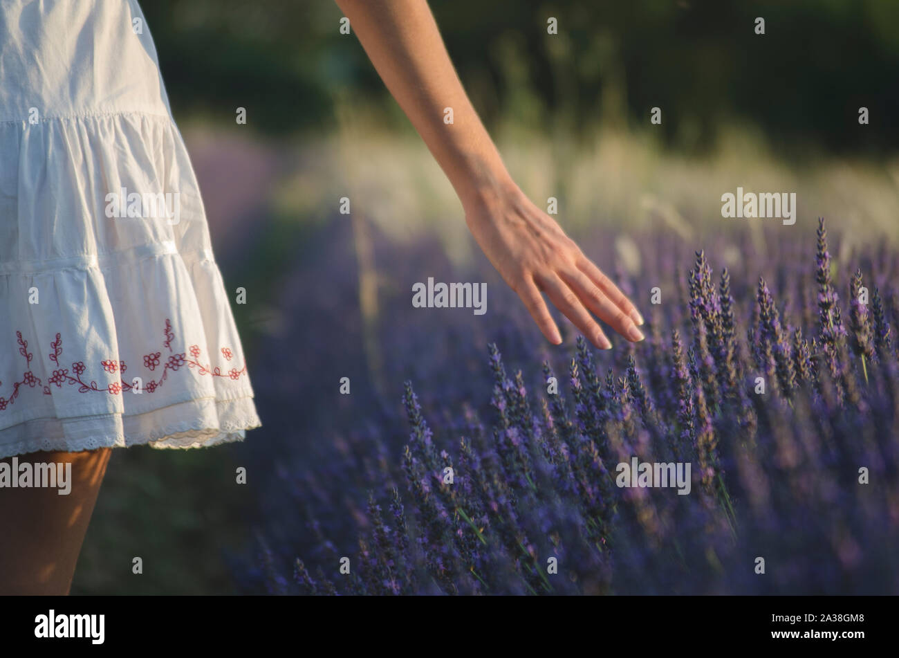 Ansicht der Rückseite ein junges Mädchen zu Fuß durch einem lavendelfeld in der Provence, Frankreich Stockfoto