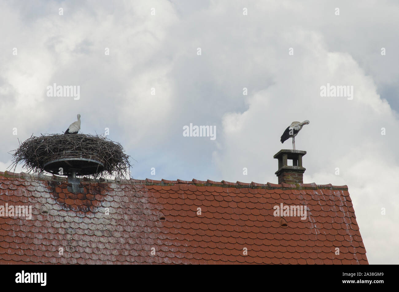 Stork nesting auf einem Dach, Frankreich Stockfoto