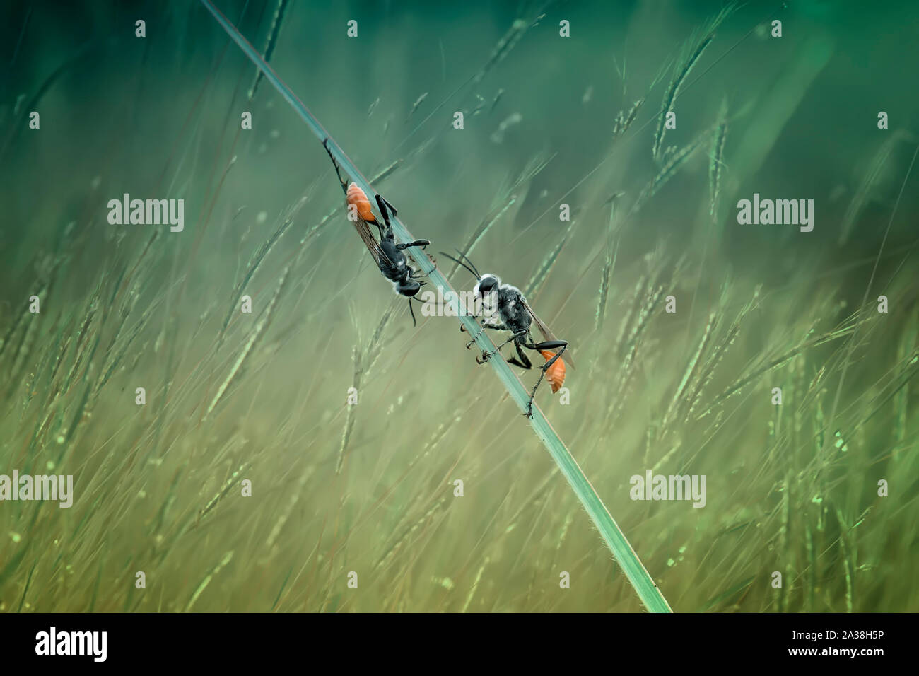 Zwei Insekten auf einem Grashalm, Indonesien Stockfoto