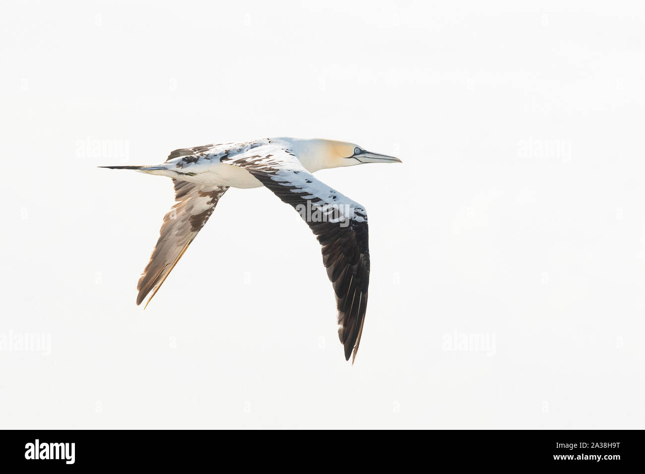 Northern Gannet - Morus bassanus - Fliegen gegen einfachen Hintergrund Stockfoto