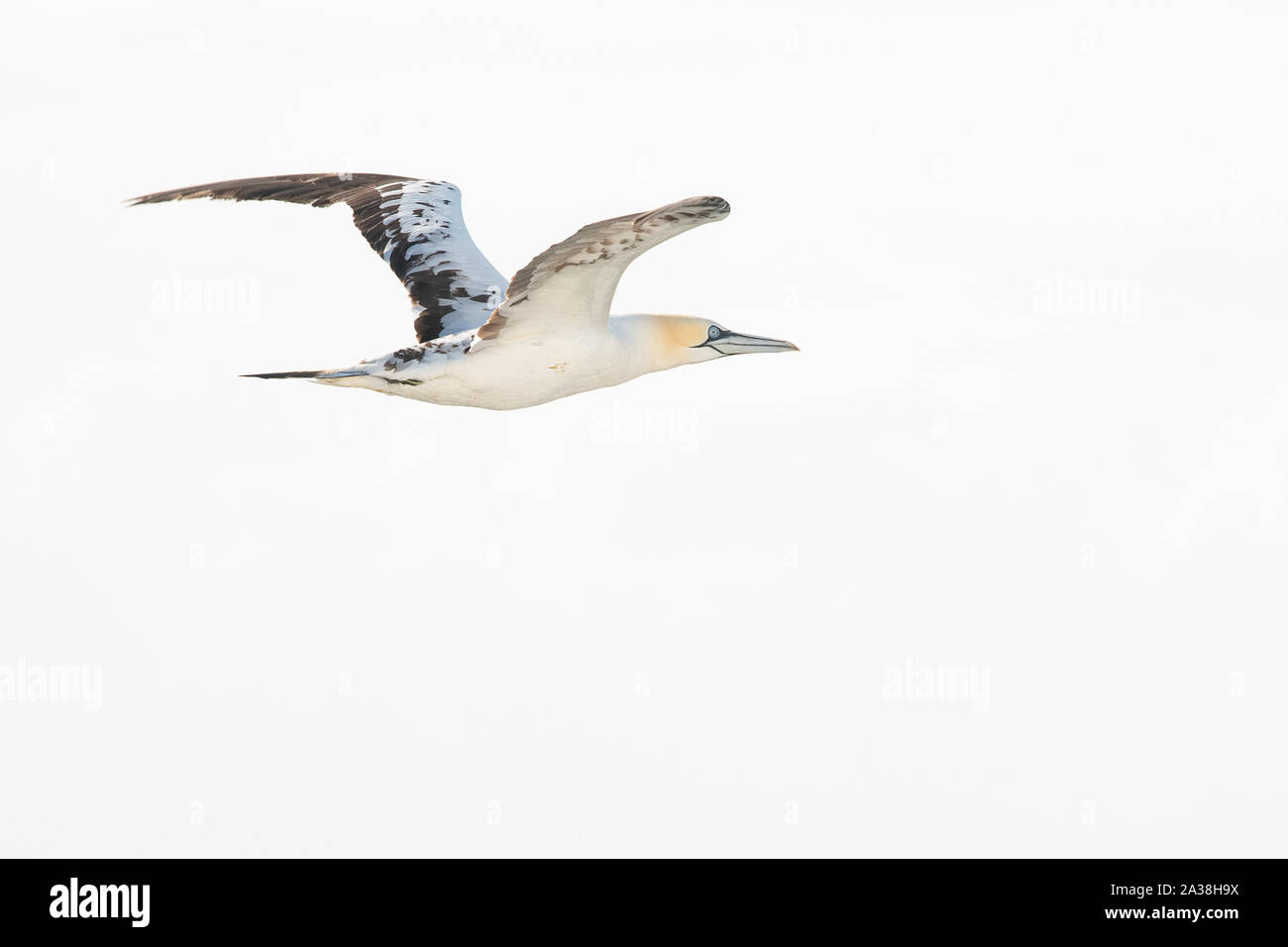Northern Gannet - Morus bassanus - Fliegen gegen einfachen Hintergrund Stockfoto