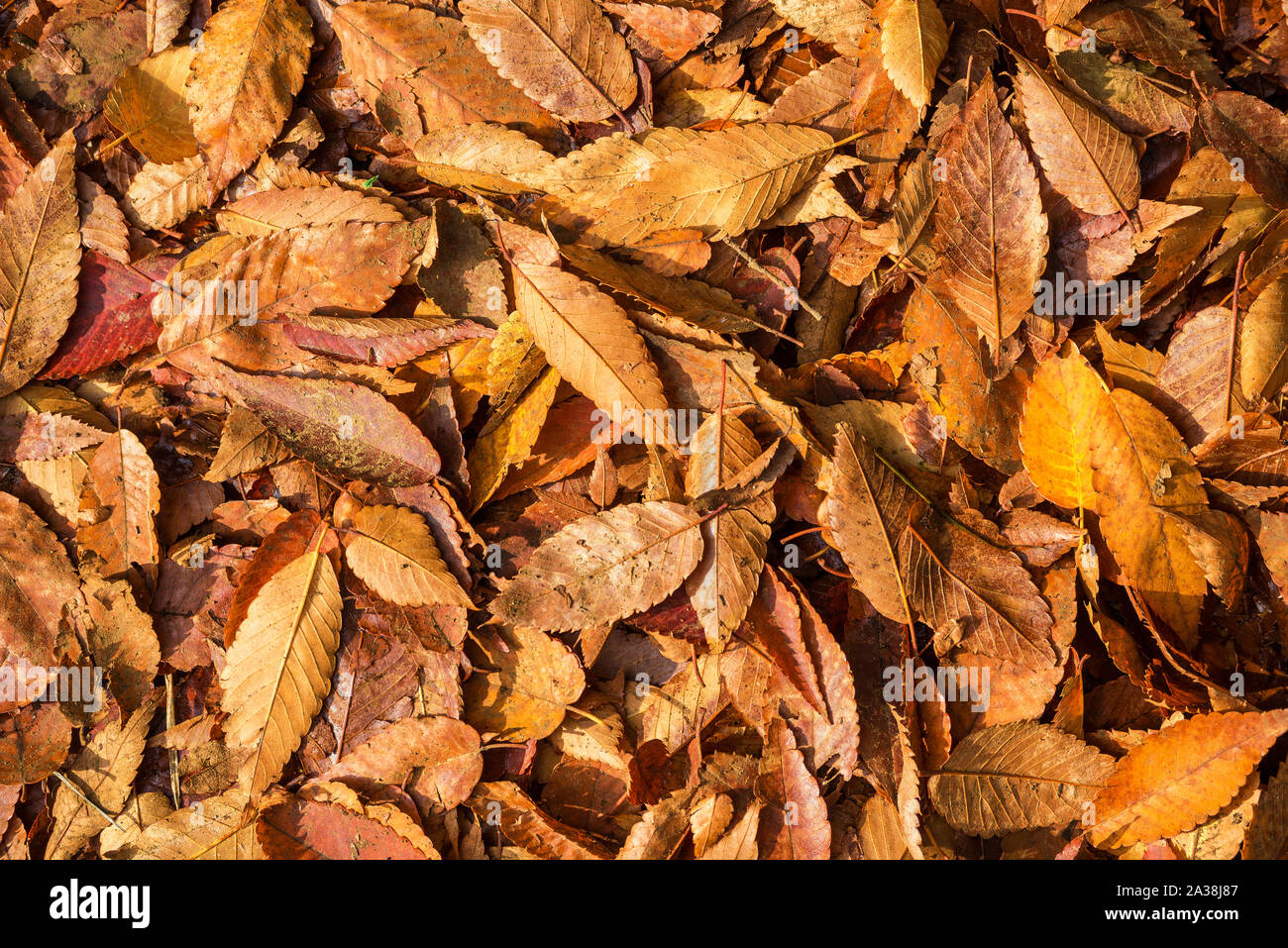 Blätter im Herbst Teppich und Laub Hintergrund Stockfoto