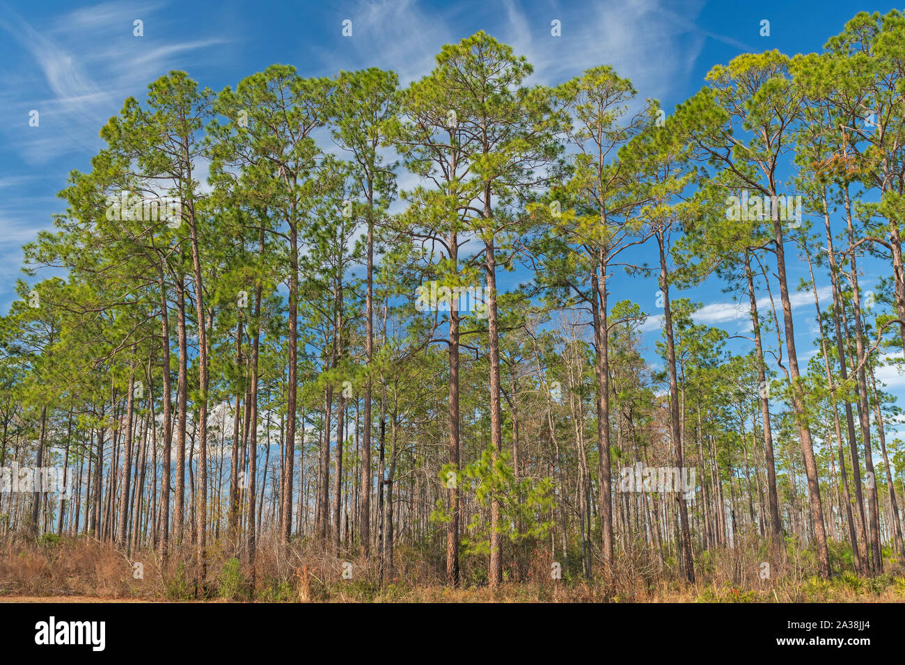 Longleaf Pines in der okefenokee Swamp in Georgien Stockfoto