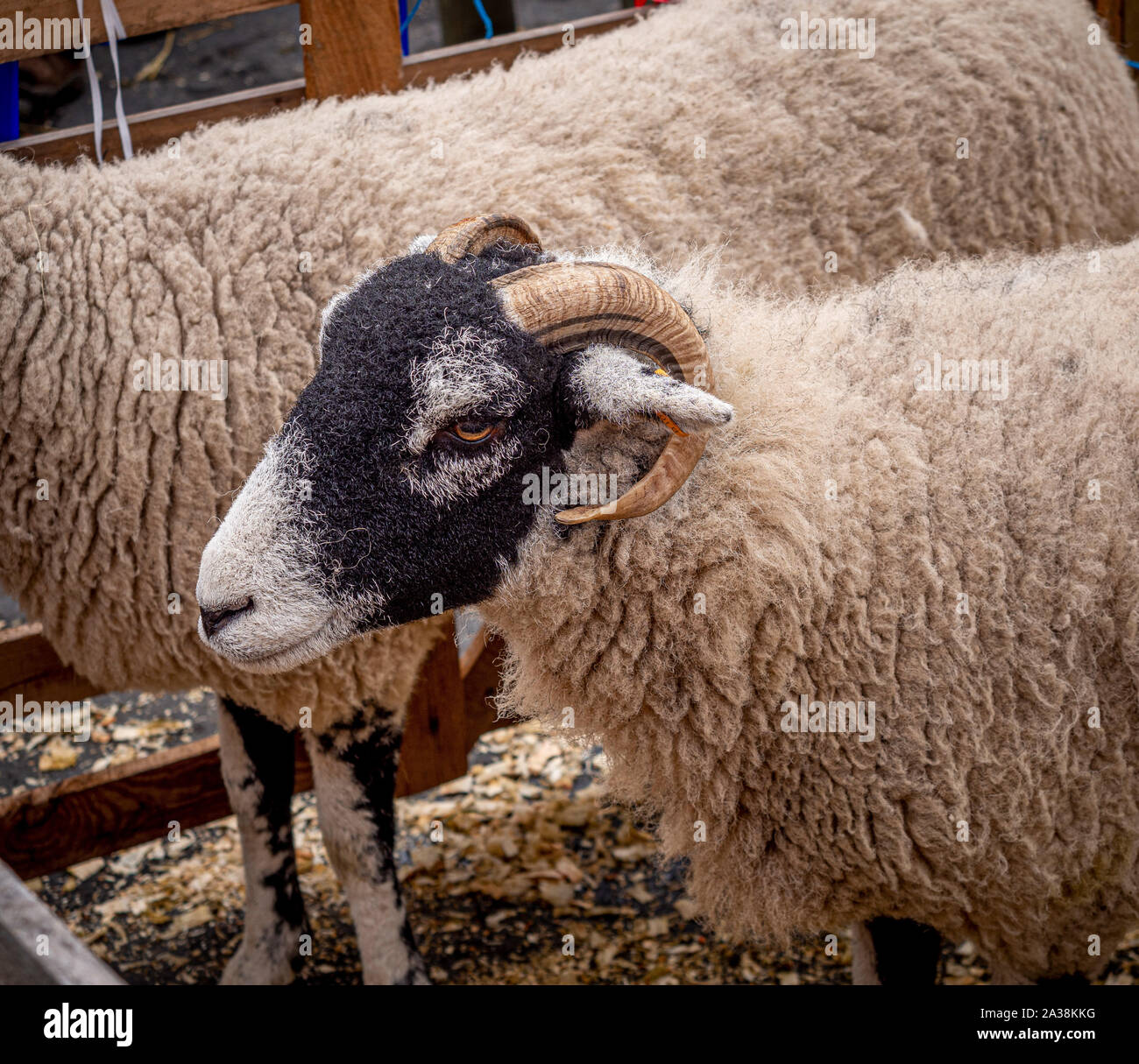 Swaledale Schafe in Stiften auf der Masham Sheep Fair Stockfoto