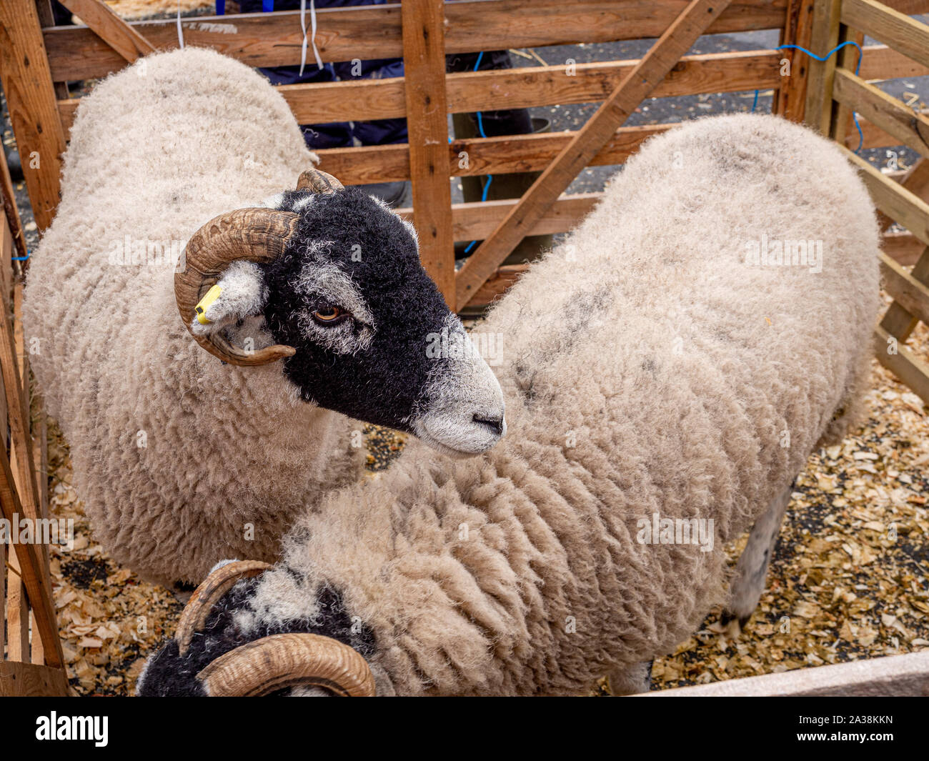 Swaledale heep in Stiften auf der Masham Sheep Fair Stockfoto