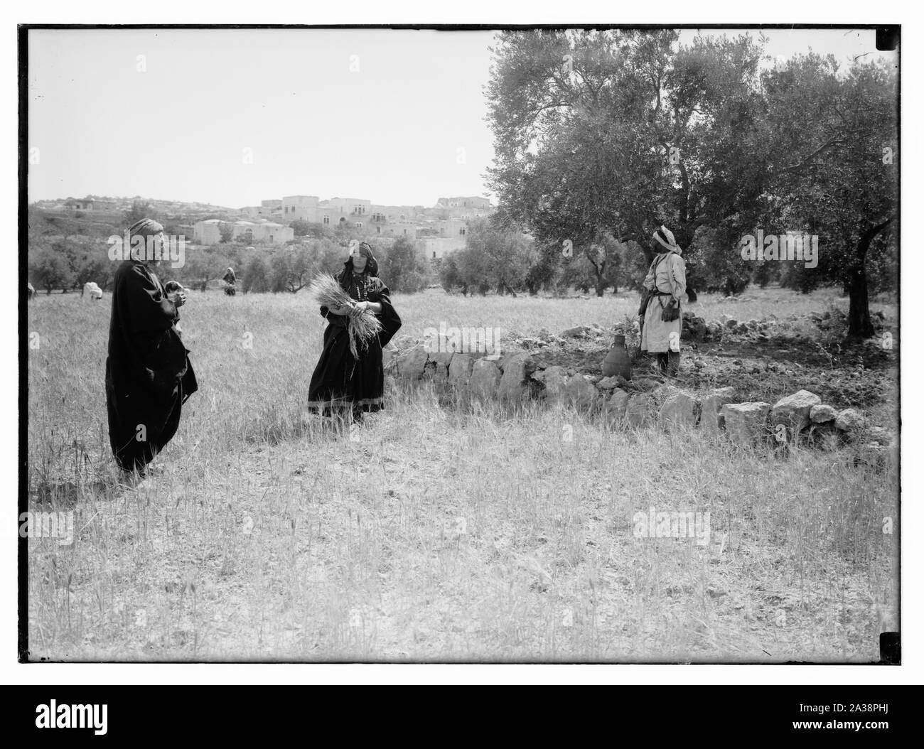Ruth Serie. Beit Sahur und Bethlehem. Ernte, etc. Stockfoto