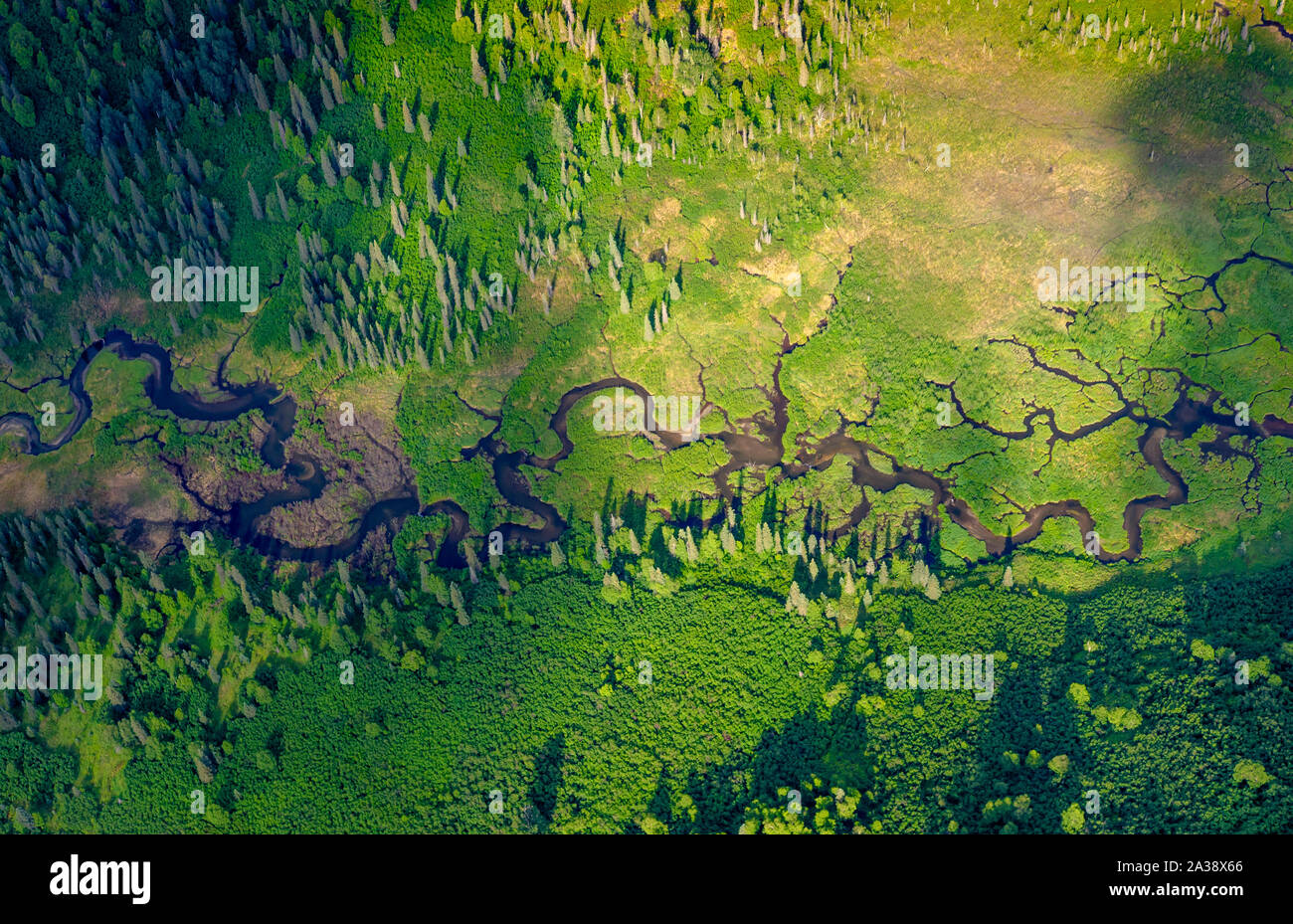 Alaska Sommer - ein Fluss schlängelt sich durch die grüne Zwerg Wald Stockfoto