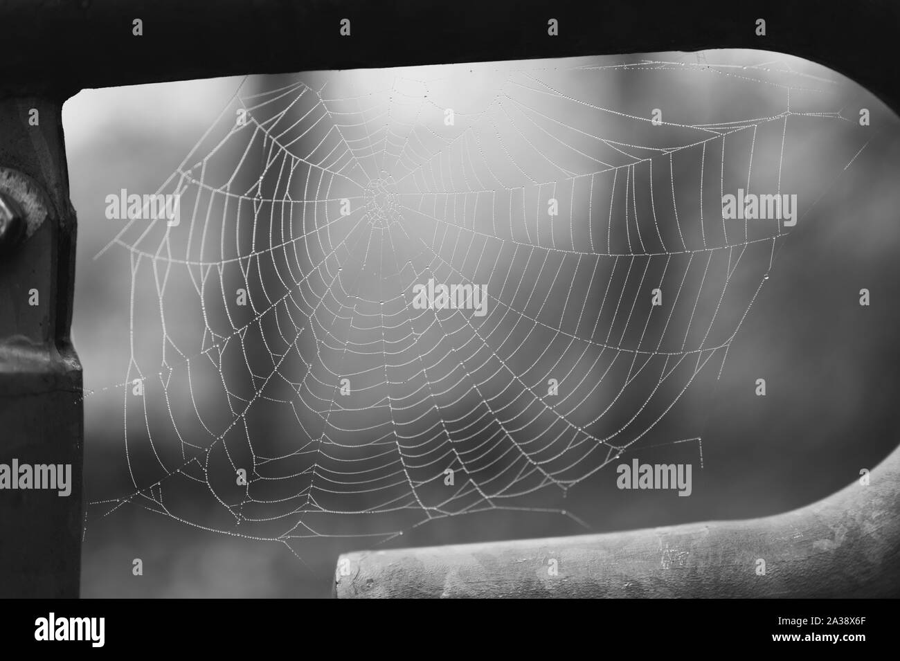 Spinnennetz mit Wassertropfen Schwarz und Weiß Stockfoto