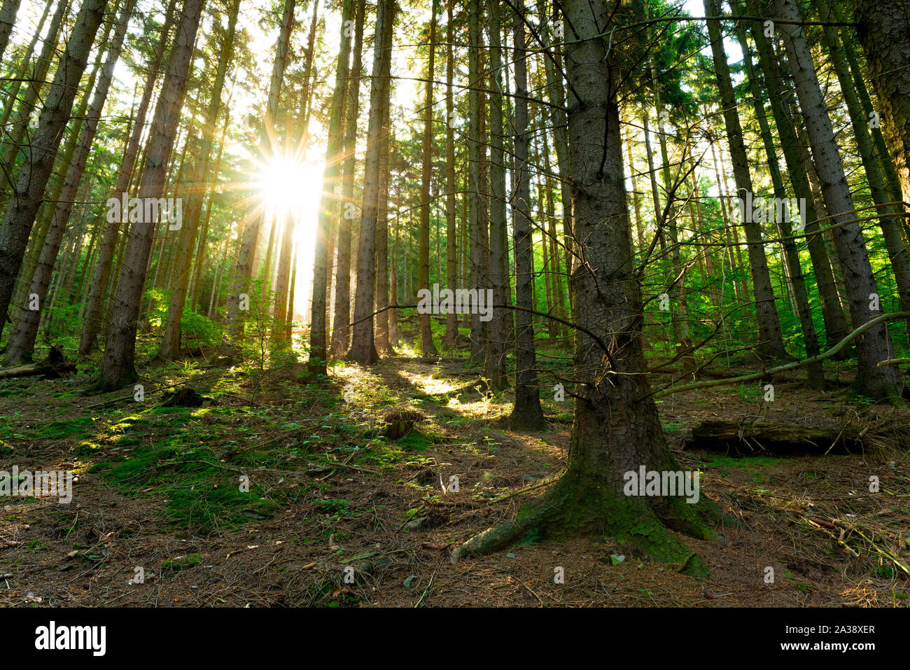 Sonnenaufgang im Wald Stockfoto
