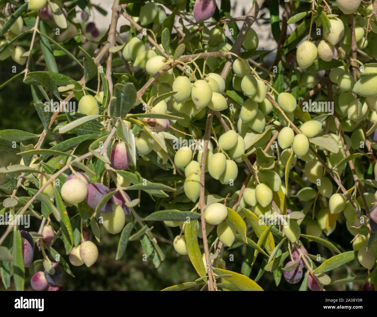 Nahaufnahme von Oliven auf einem Ölbaum in der Nähe von Anogyra, Zypern. Stockfoto