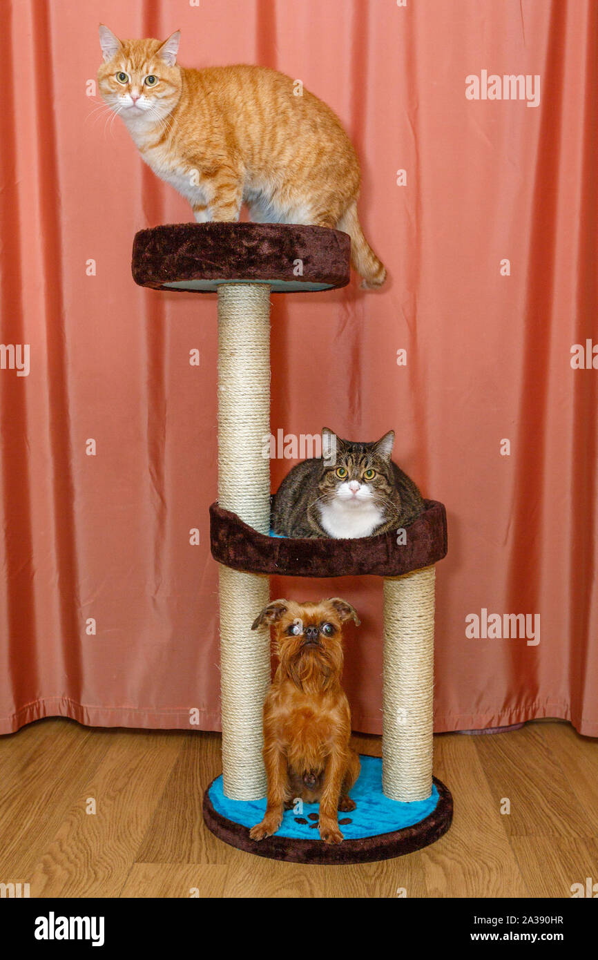 Zwei lustige Katzen und einen kleinen Hund sitzt auf einem kratzbaum auf  ein Zimmer Hintergrund Stockfotografie - Alamy