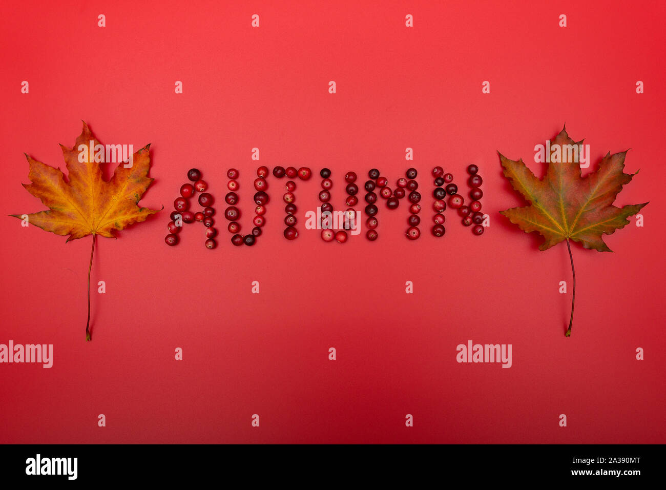 Zwei Blätter im Herbst und der Text im Herbst mit Beeren Preiselbeeren Stockfoto