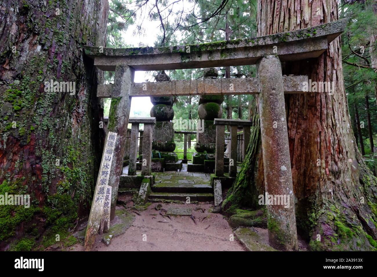 Torii Tor mit Moos in-zwischen Bäumen in der Oku bewachsen - keine - Im buddhistischen Friedhof in Mount Koya (Koyasan), Japan Stockfoto