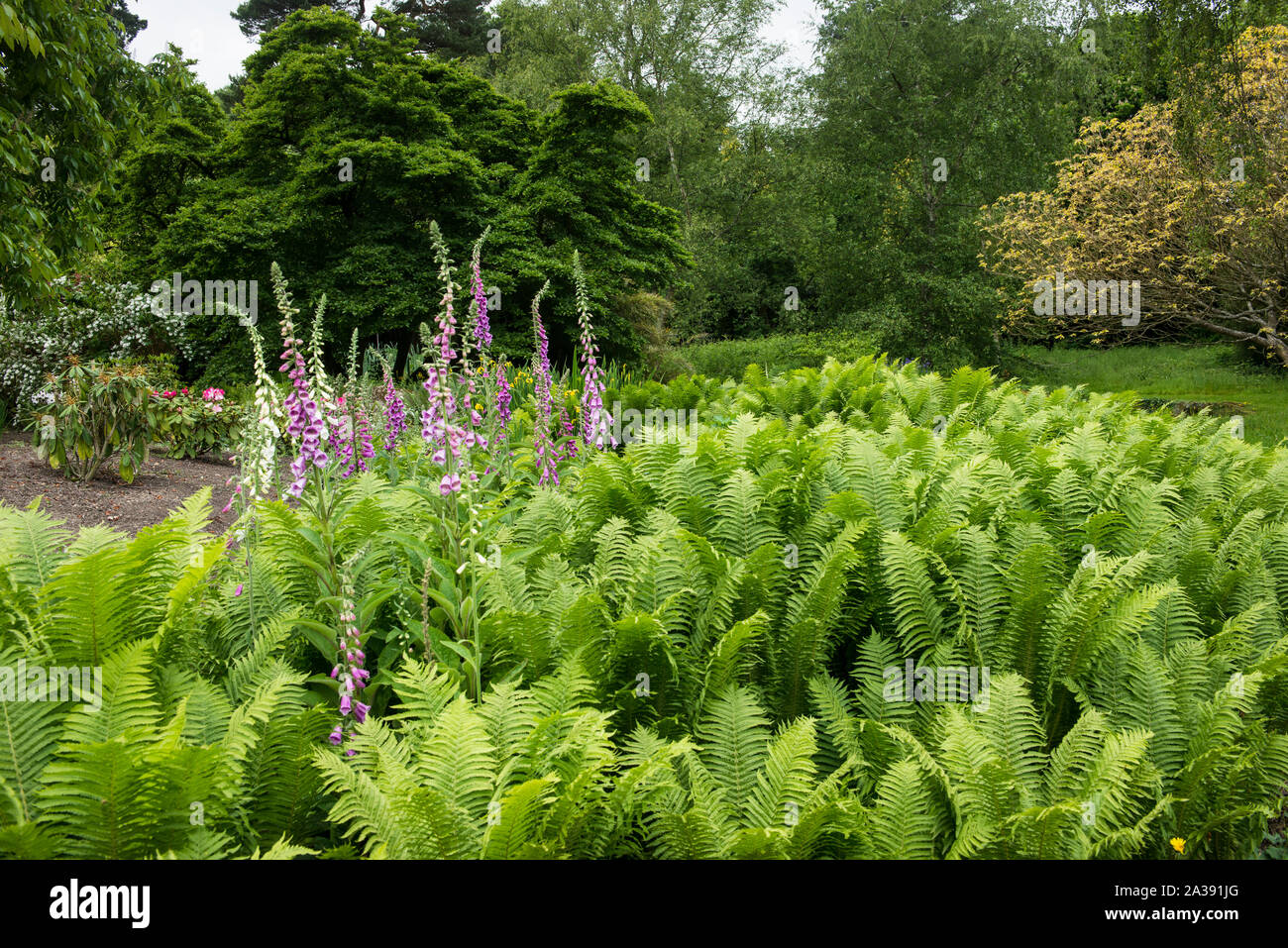 Garten an Winston Churchill home Chartwell in Kent, Südengland. Farnpflanzen und Lila rittersporn füllen im Vordergrund. Keine Menschen. Schönen Tag. Stockfoto