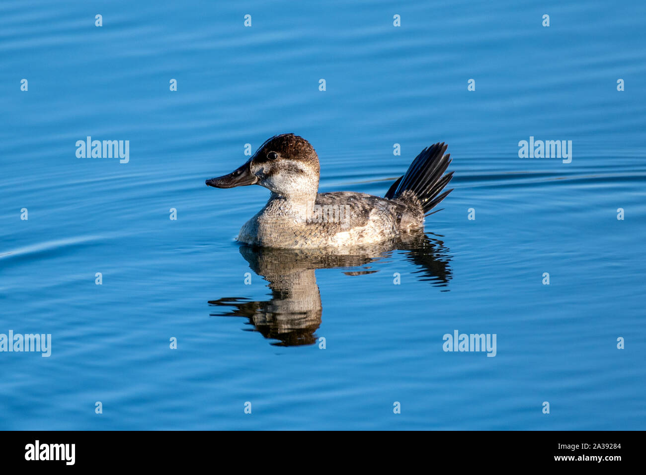 Junge Cinnamon Teal Ente schwimmt über die glatte Teich Oberfläche mit Reflexion im Wasser. Stockfoto