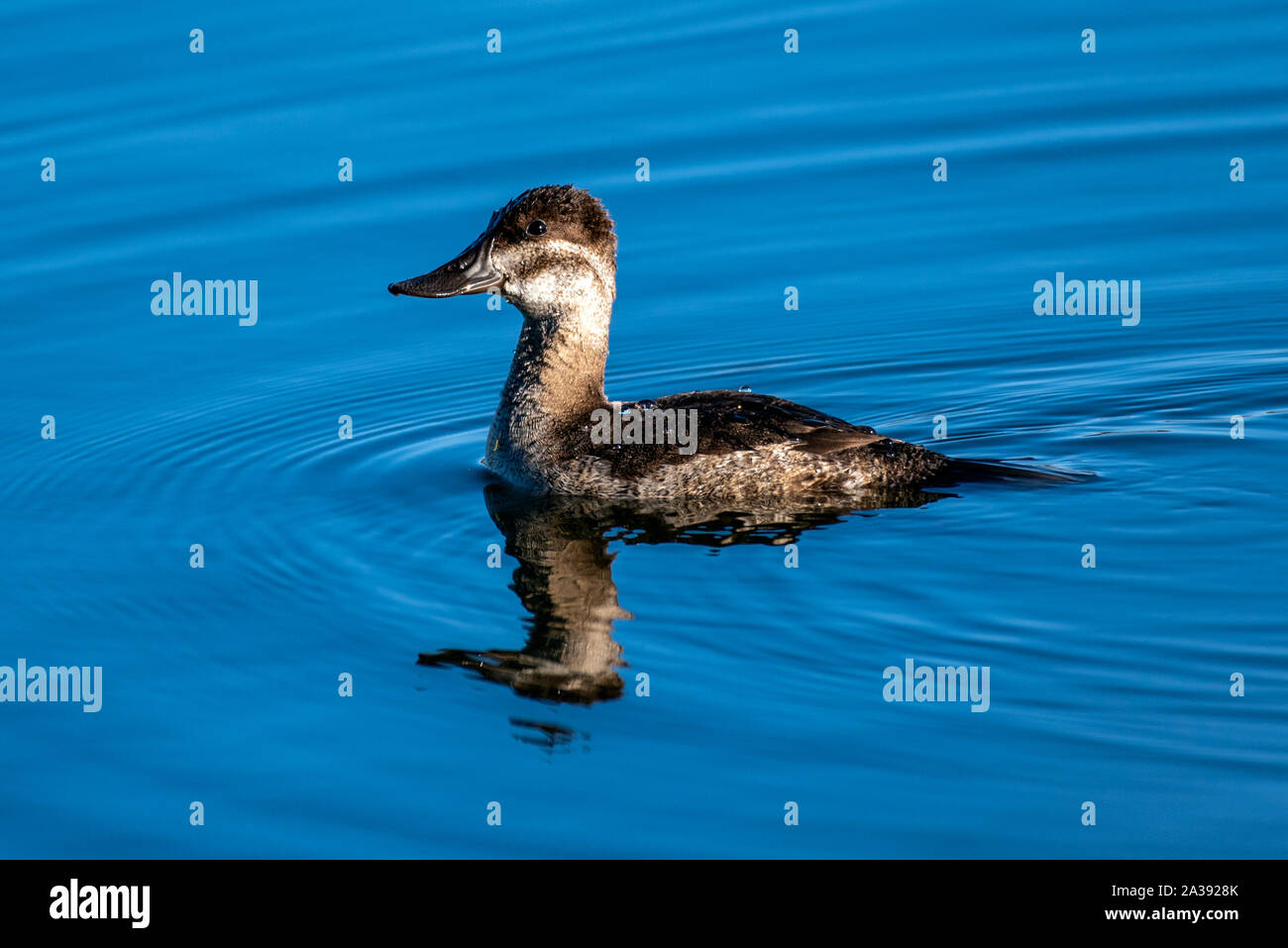 Junge Cinnamon Teal Ente schwimmt mit Schwanzfedern ziehen in Wasser über die glatte Oberfläche mit Teich Reflexion angezeigt. Stockfoto