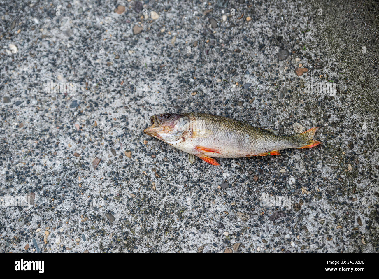 Tote Fische auf der Straße auf dem Beton mit seinen Mund weit geöffnet Stockfoto