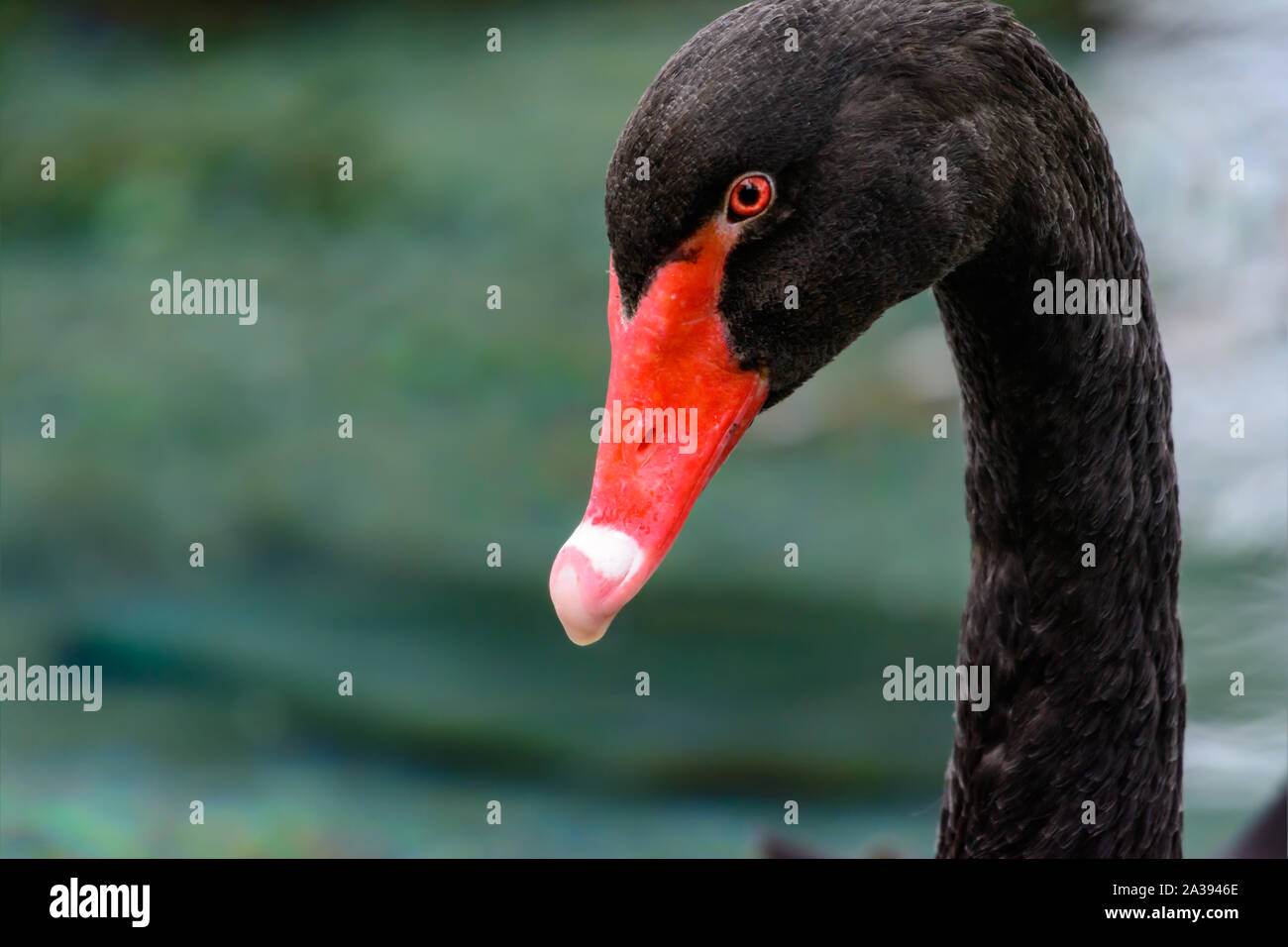 Schwarzer Schwan (Cygnus atratus) Close-up Profil mit Kopie Raum Stockfoto