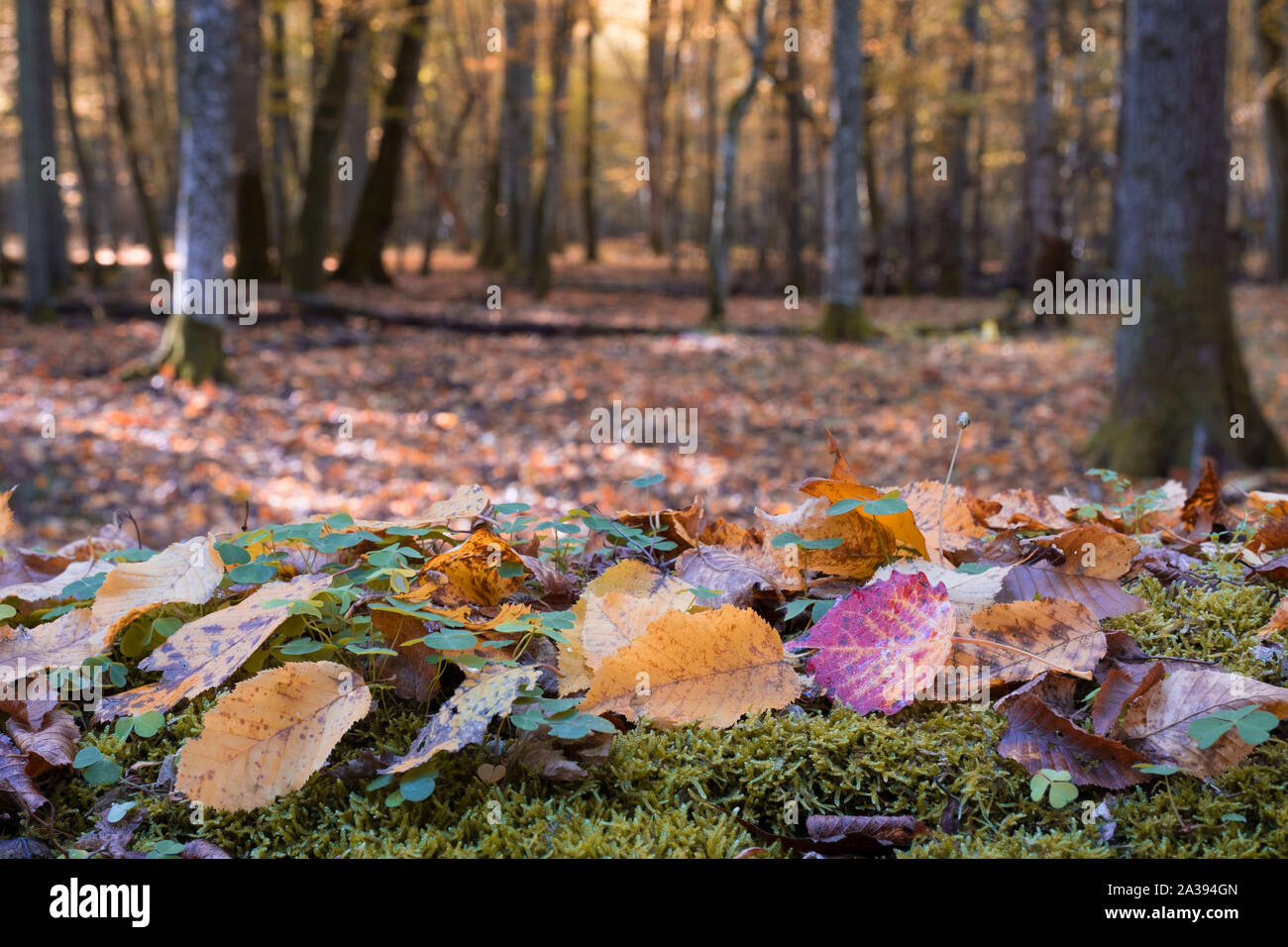 Bialowieza, Polen. 6. Okt, 2019. Herbstlaub in Bialowieza Waldes in Polen, dem größten Urwald Linken in Europa. Der Wald ist die Heimat von 800 Wisente, Europas größte Landtier. Credit: Robert Pastryk/ZUMA Draht/Alamy leben Nachrichten Stockfoto